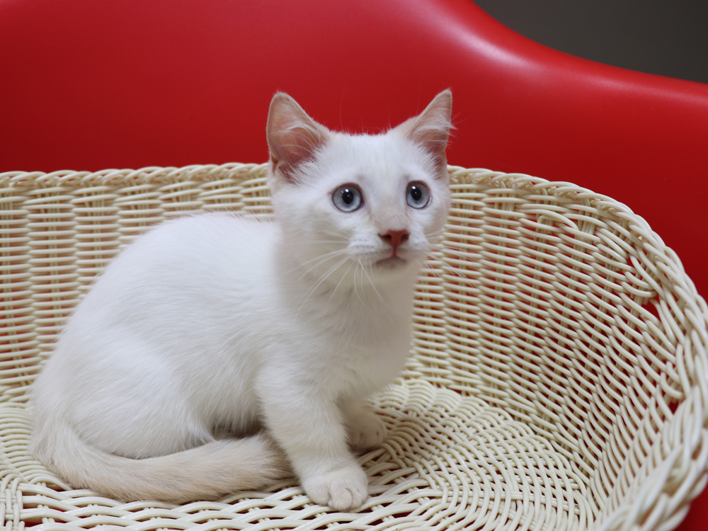 マンチカンの子猫画像