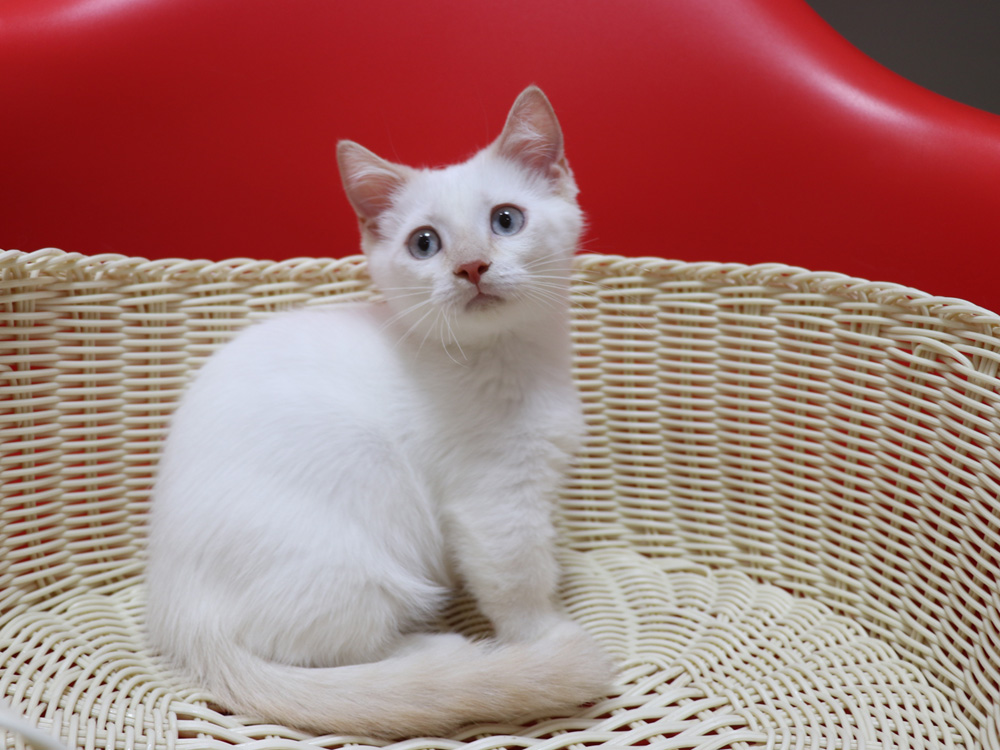 マンチカンの子猫画像