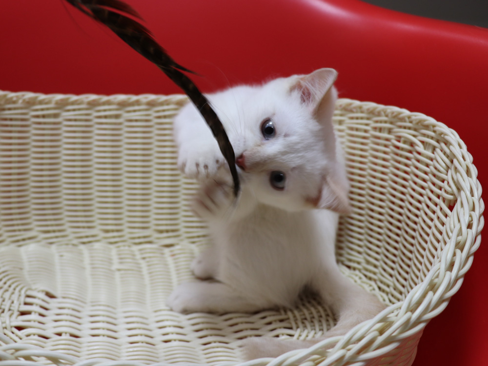 マンチカンの子猫画像