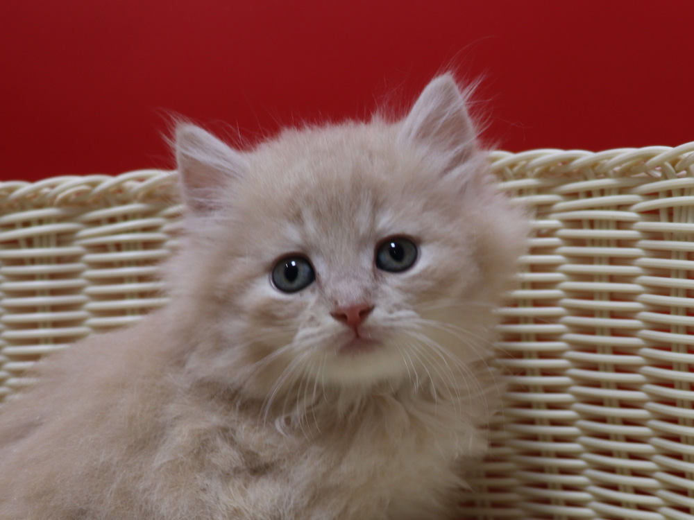 マンチカンの子猫画像