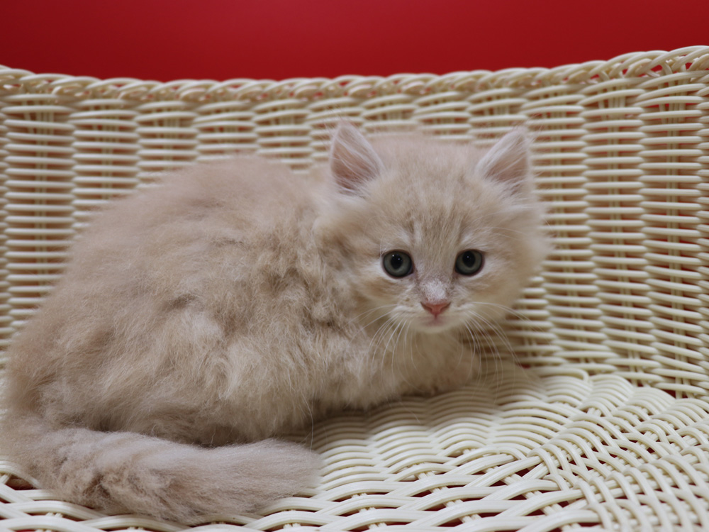 マンチカンの子猫画像