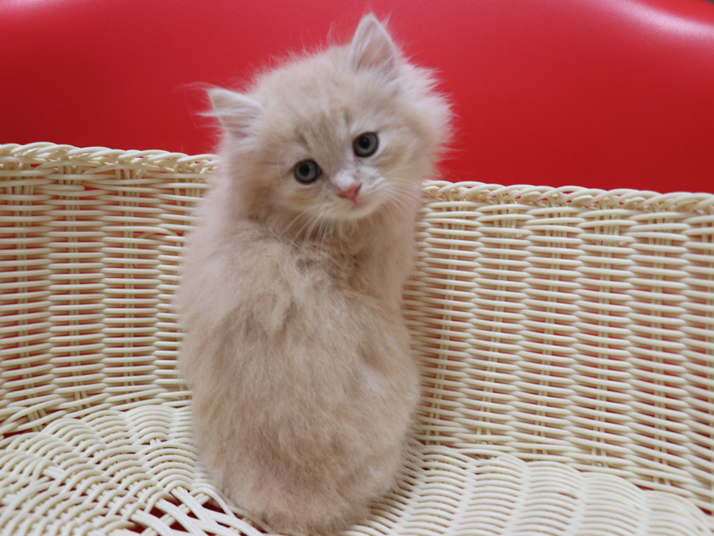 マンチカンの子猫画像