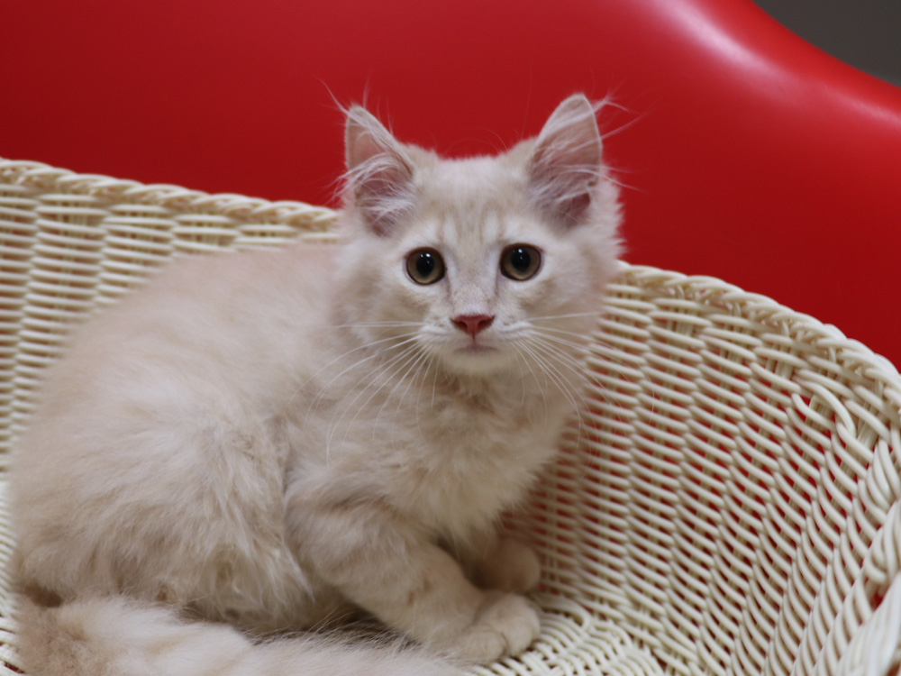 マンチカンの子猫画像