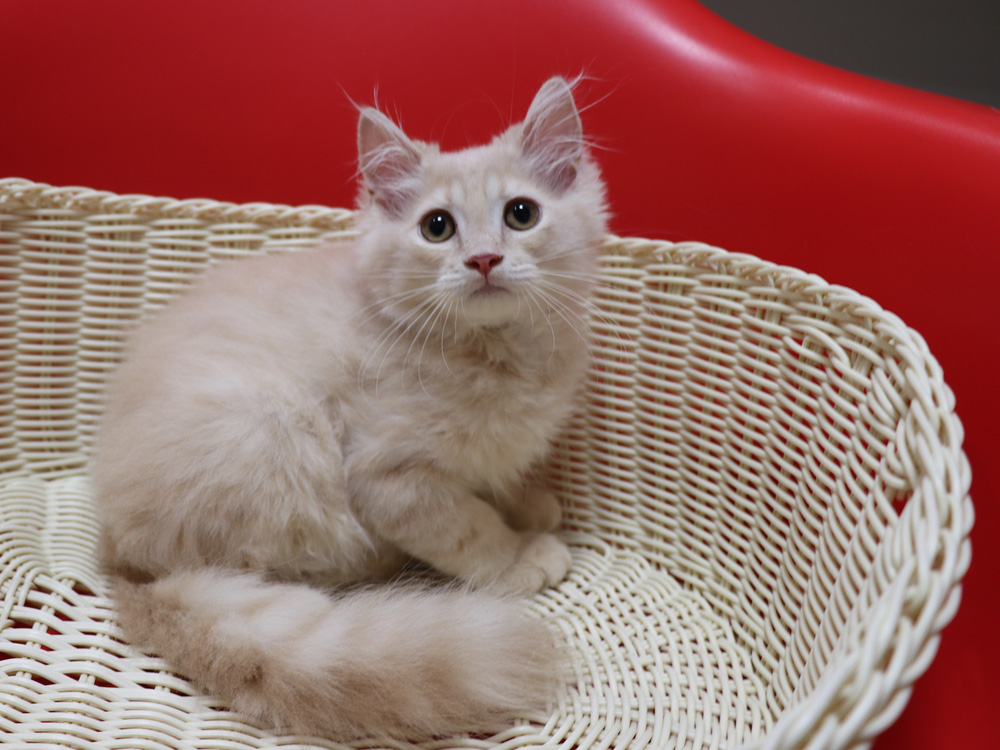 マンチカンの子猫画像