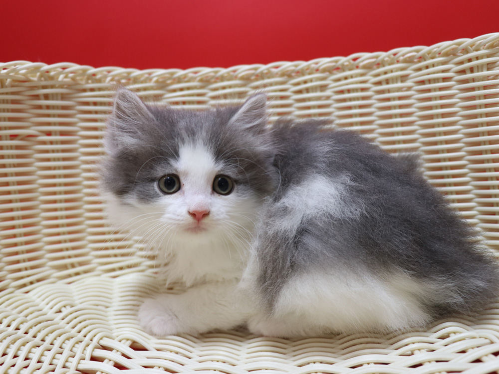 マンチカンの子猫画像