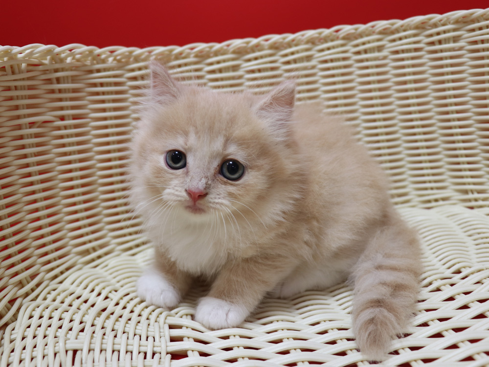 マンチカンの子猫画像