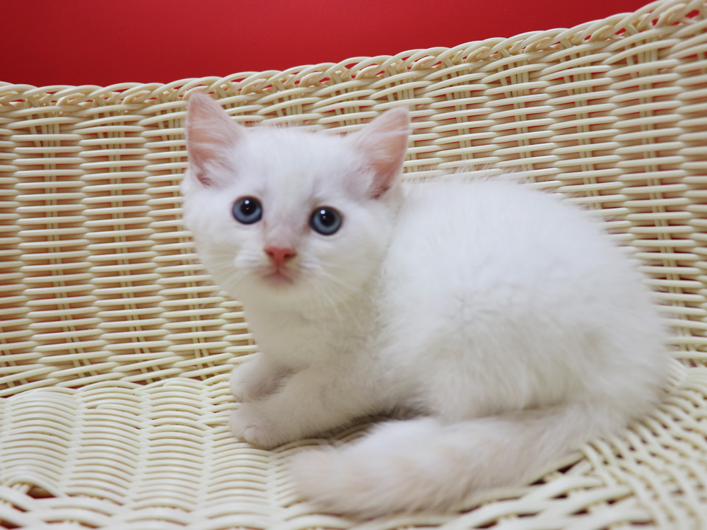 マンチカンの子猫画像