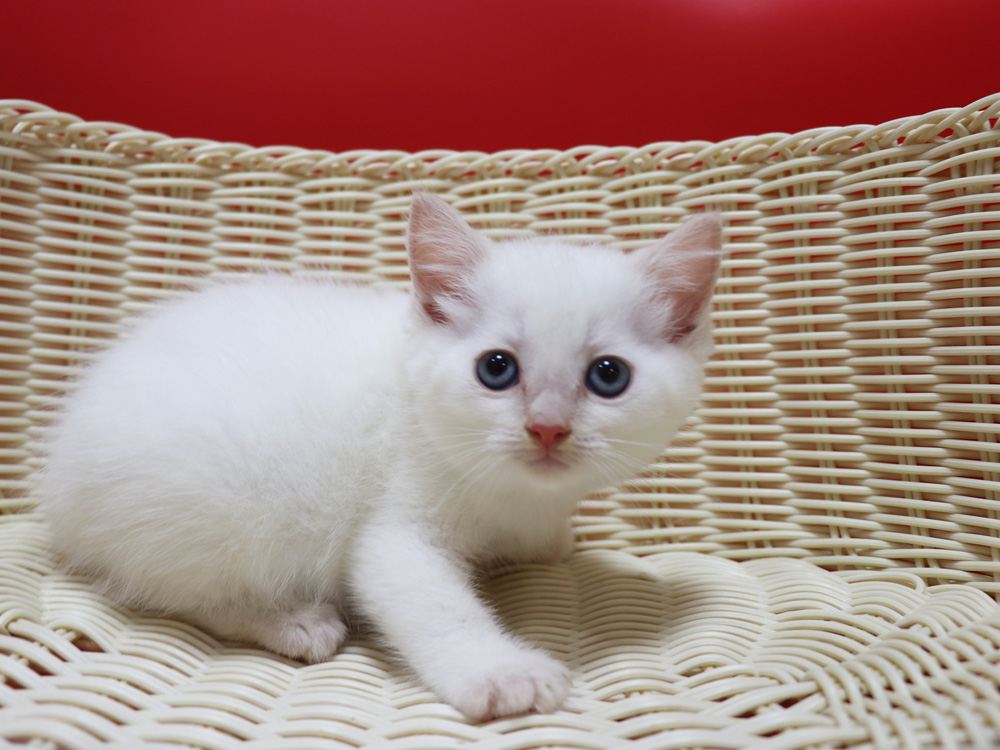 マンチカンの子猫画像