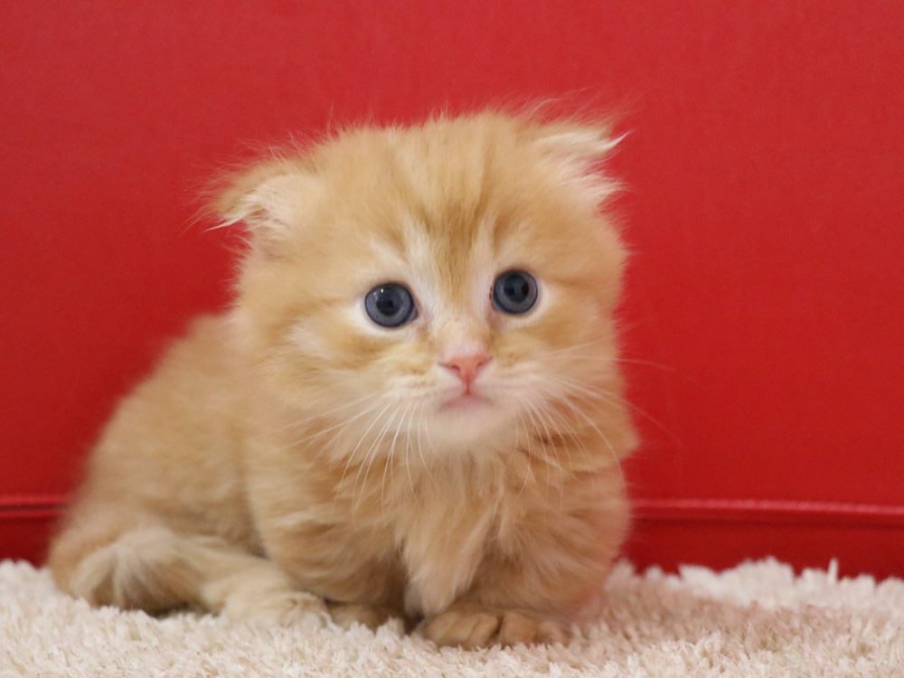 マンチカンの子猫画像