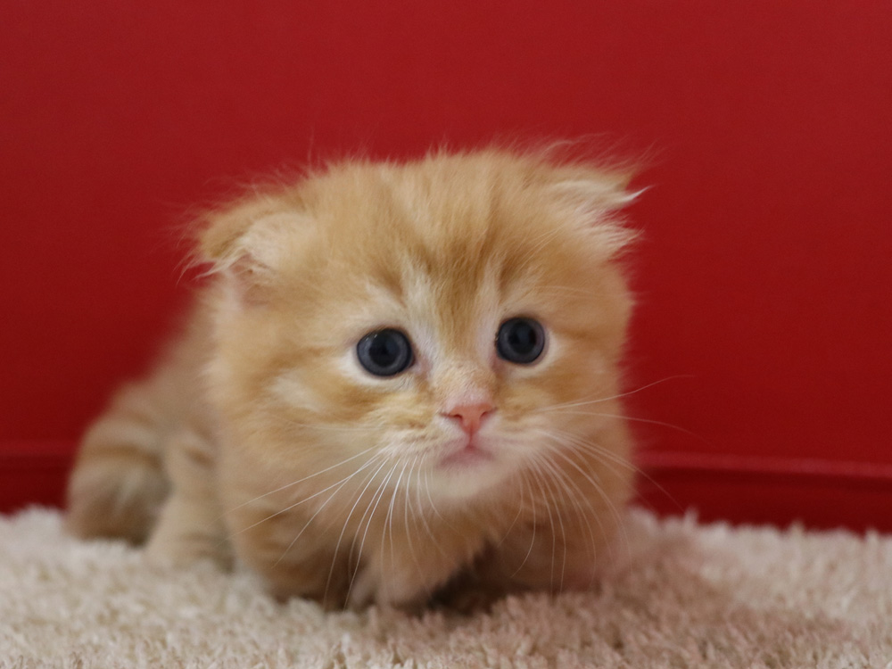 マンチカンの子猫画像