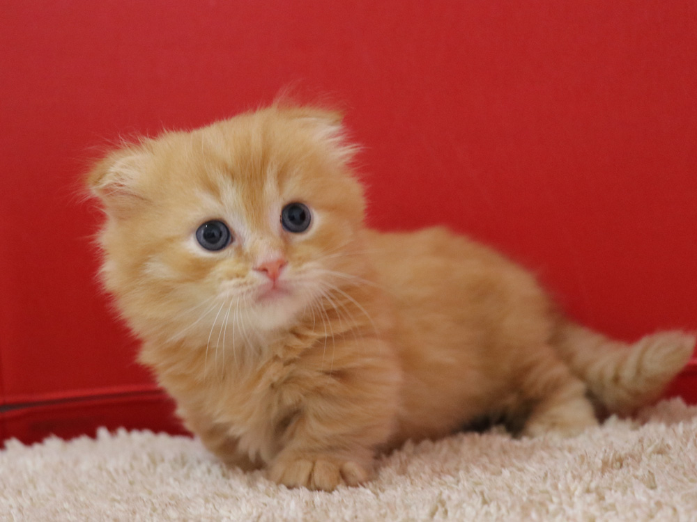 マンチカンの子猫画像