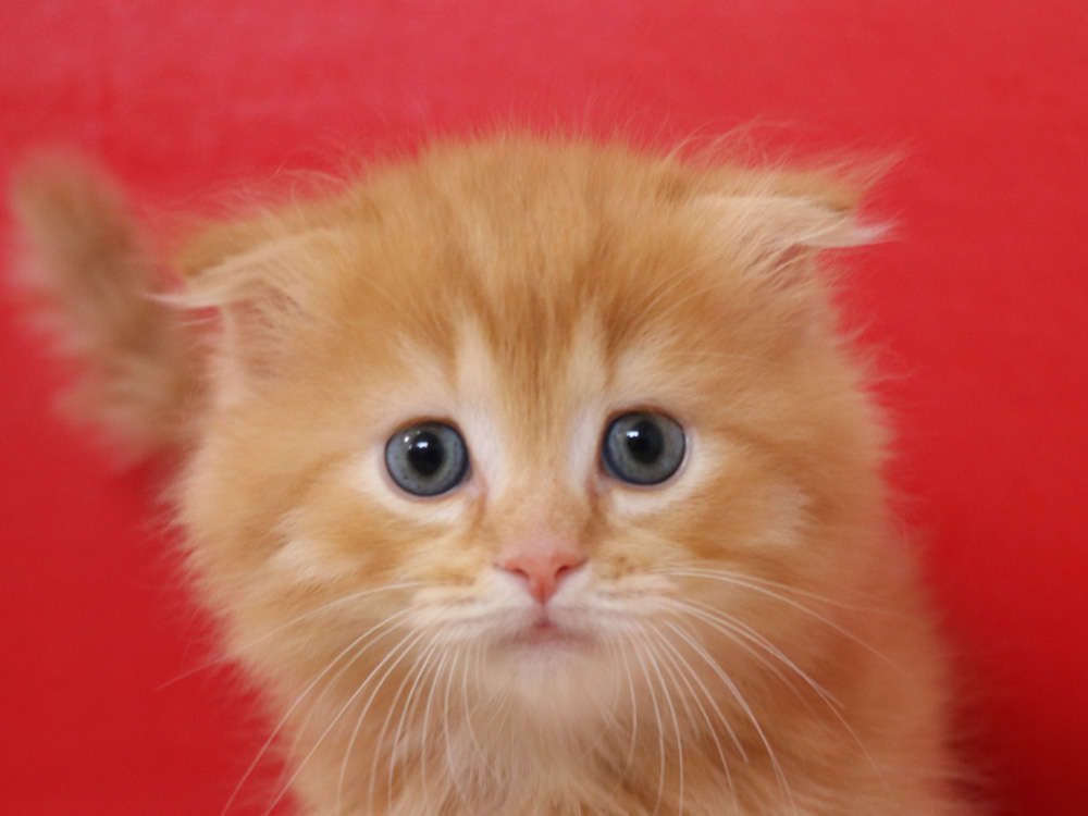 マンチカンの子猫画像