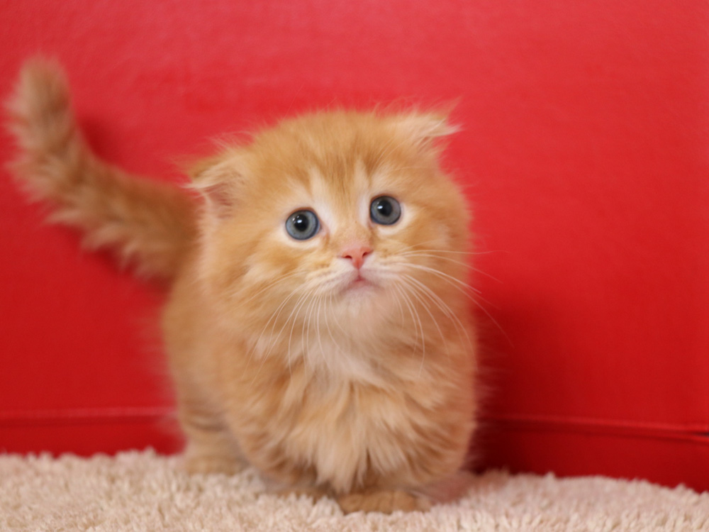 マンチカンの子猫画像