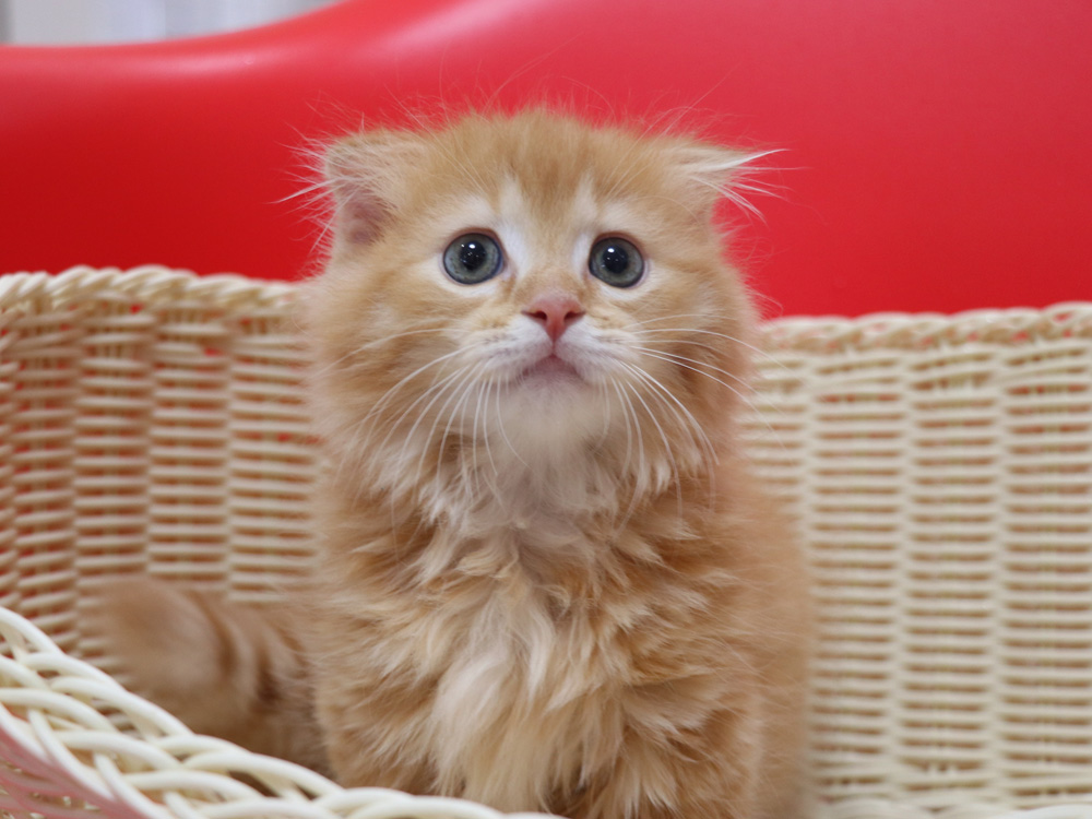 マンチカンの子猫画像