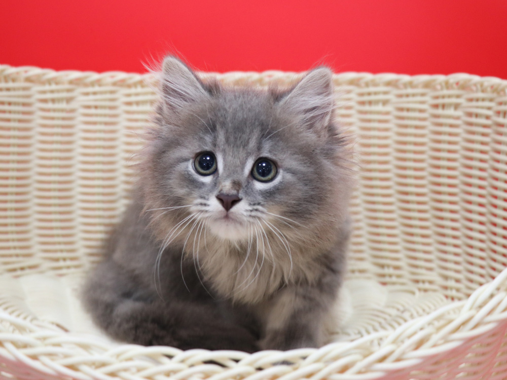 マンチカンの子猫画像