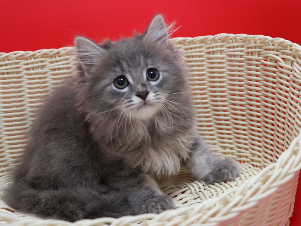 マンチカンの子猫画像