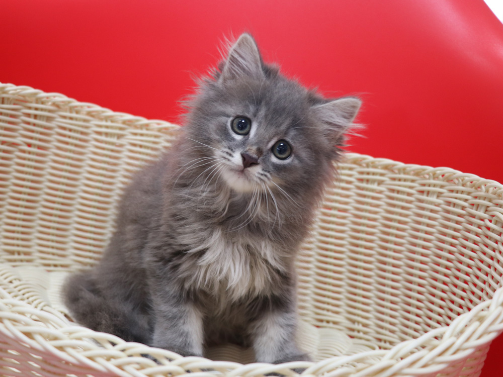 マンチカンの子猫画像