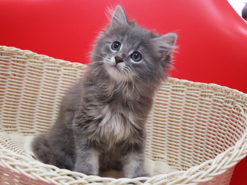 マンチカンの子猫画像