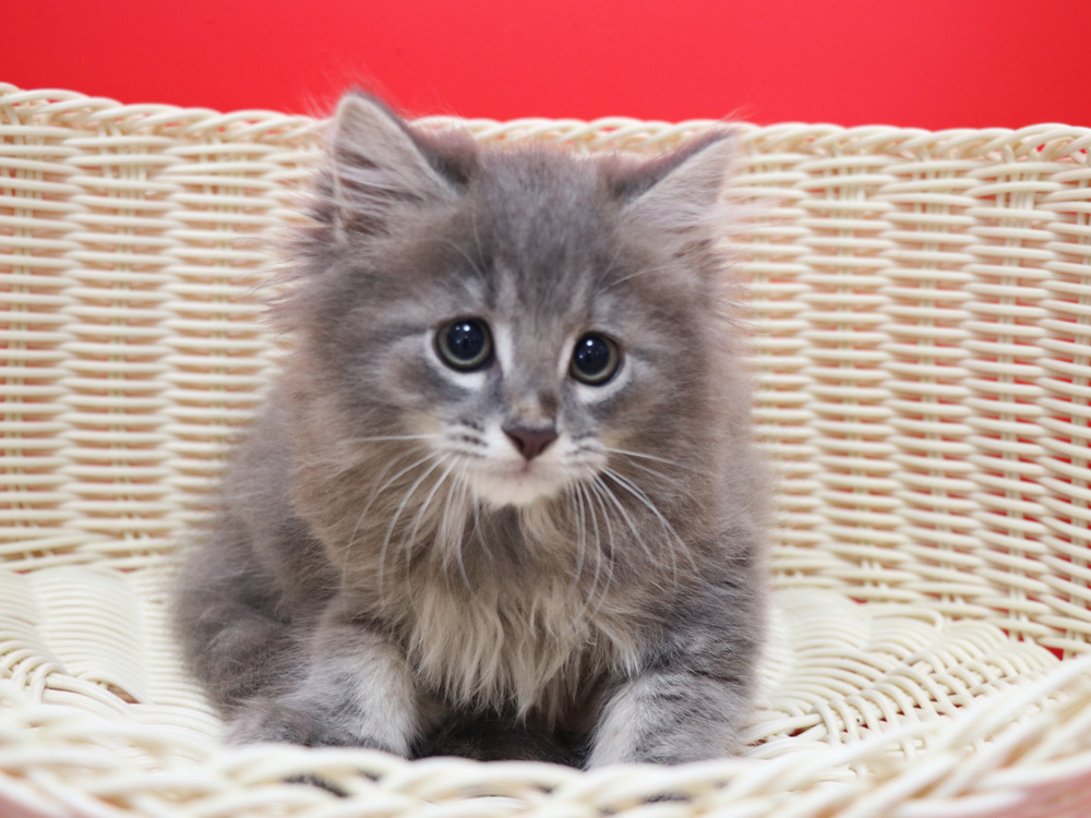 マンチカンの子猫画像