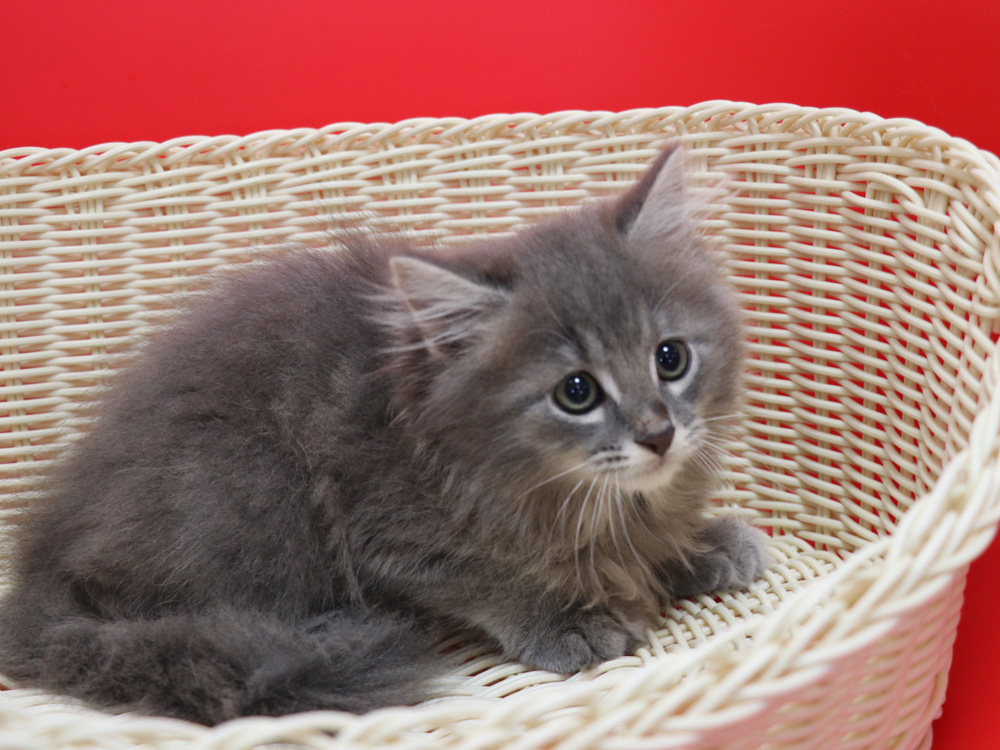 マンチカンの子猫画像