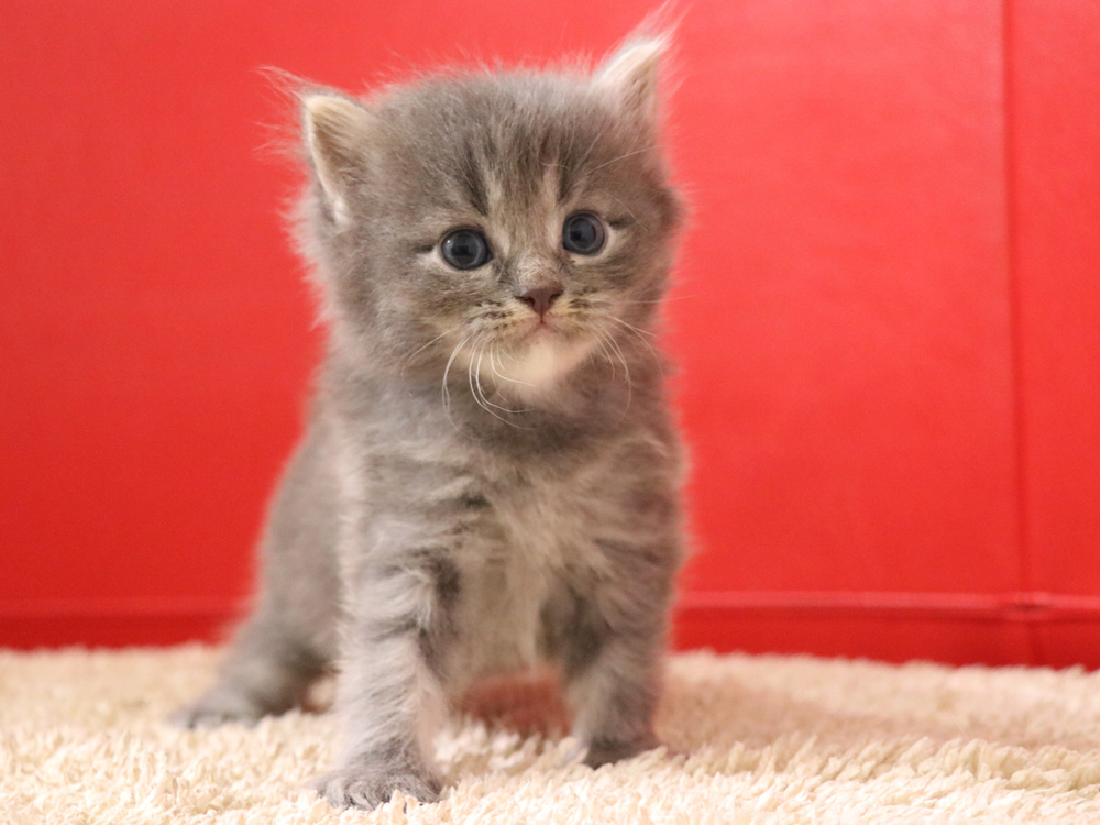 マンチカンの子猫画像