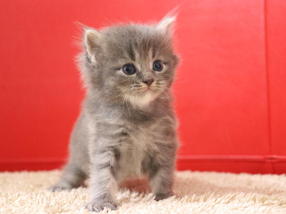 マンチカンの子猫画像