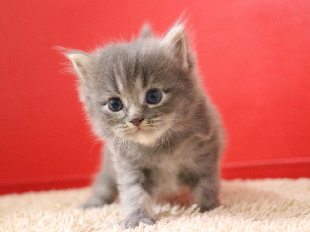 マンチカンの子猫画像