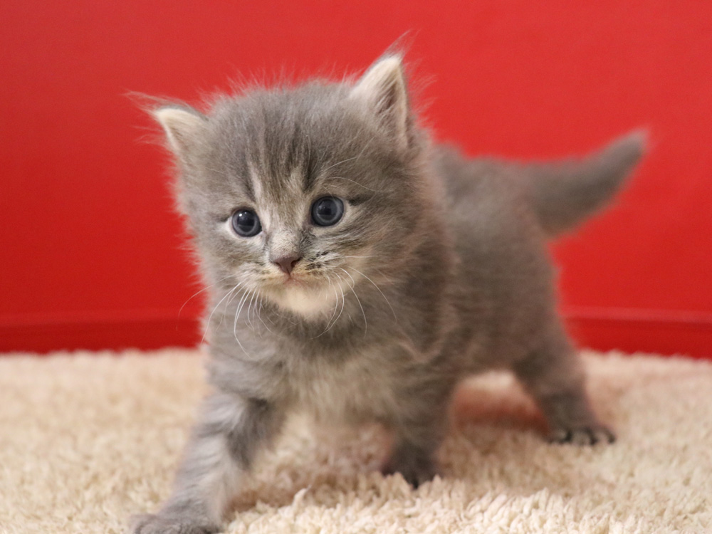 マンチカンの子猫画像