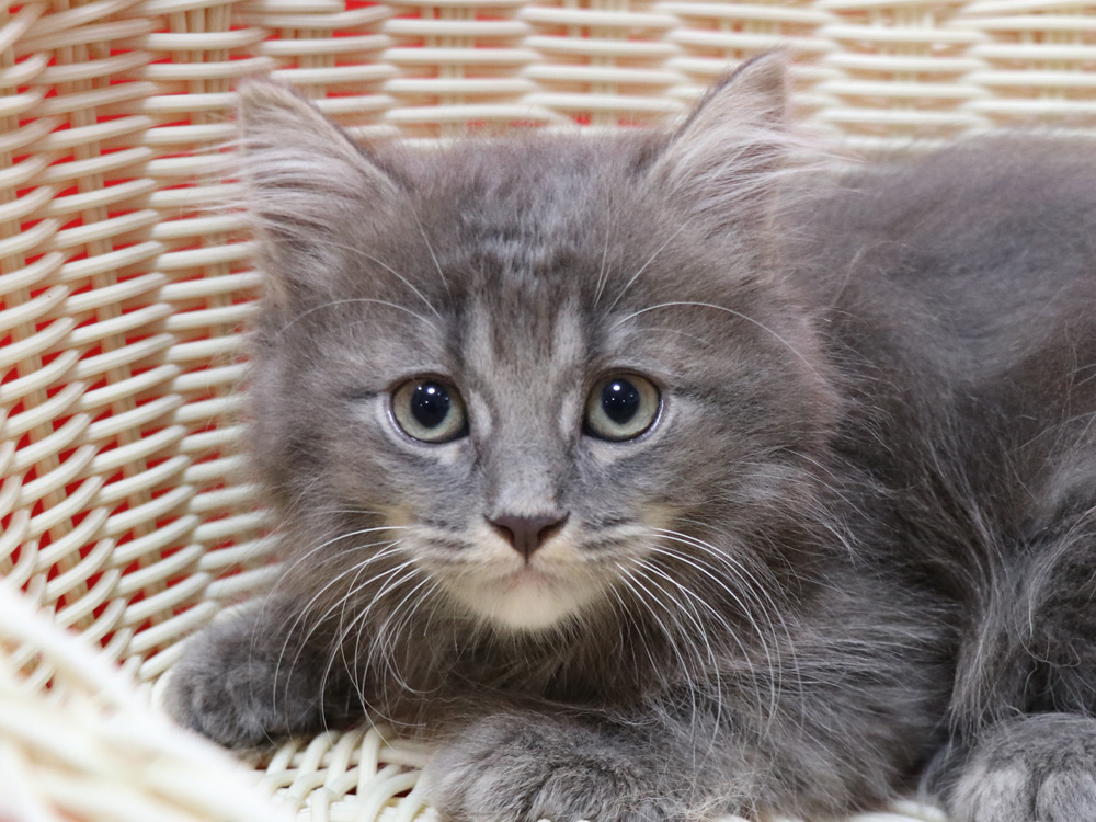 マンチカンの子猫画像