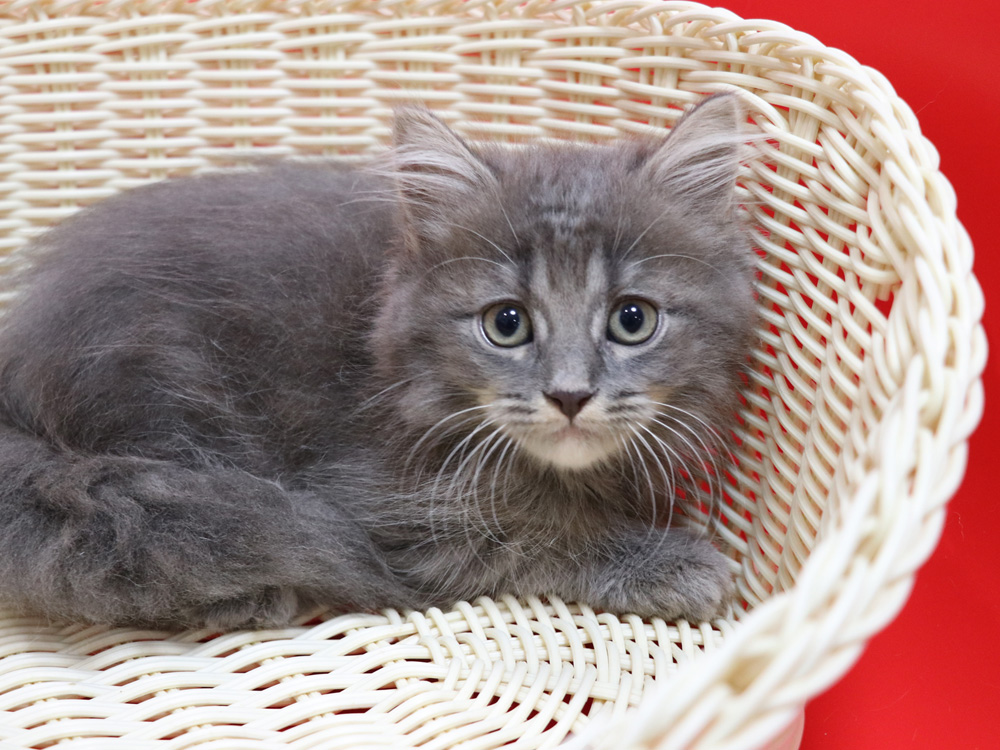 マンチカンの子猫画像