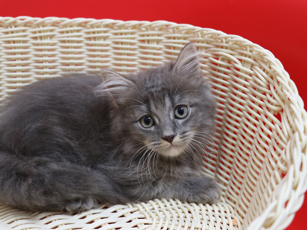 マンチカンの子猫画像