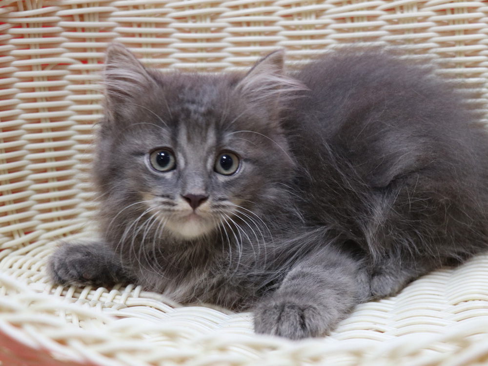 マンチカンの子猫画像