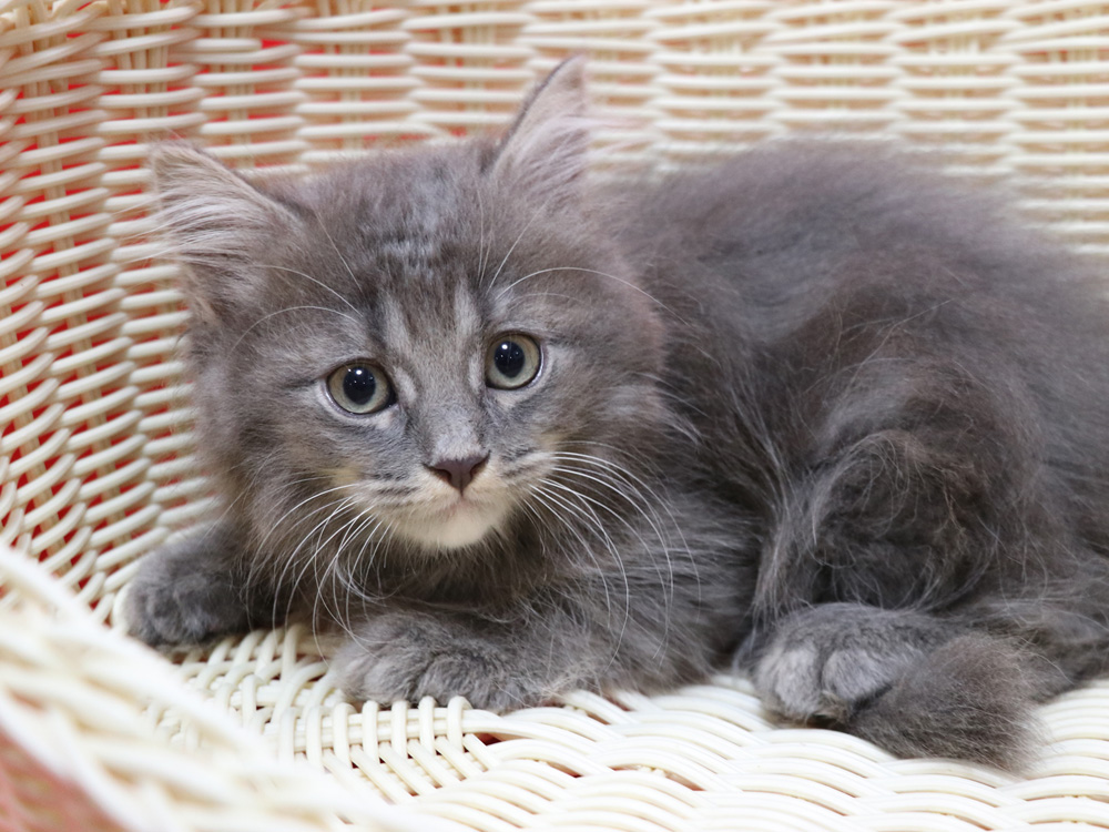 マンチカンの子猫画像