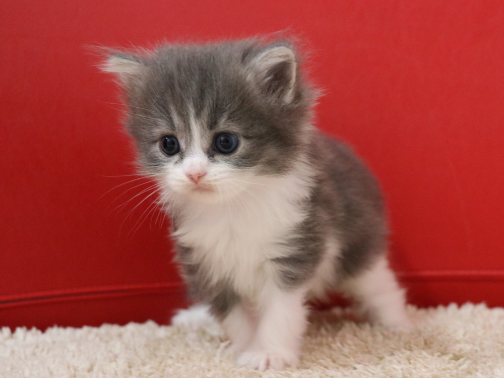 マンチカンの子猫画像