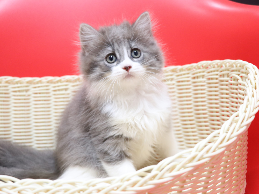 マンチカンの子猫画像