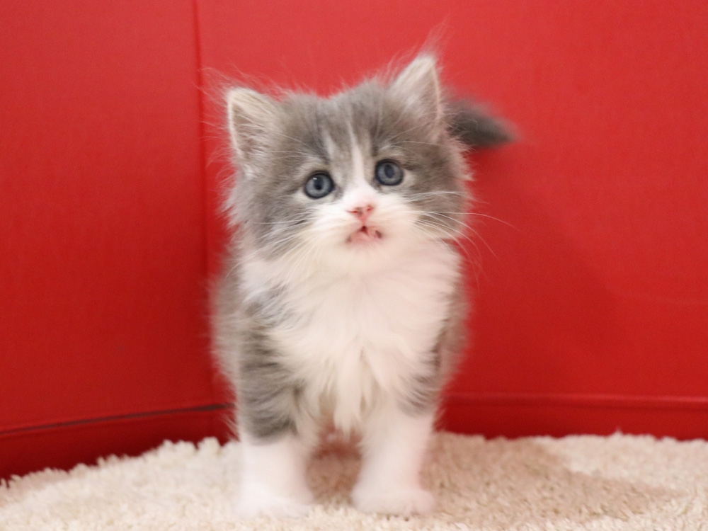 マンチカンの子猫画像