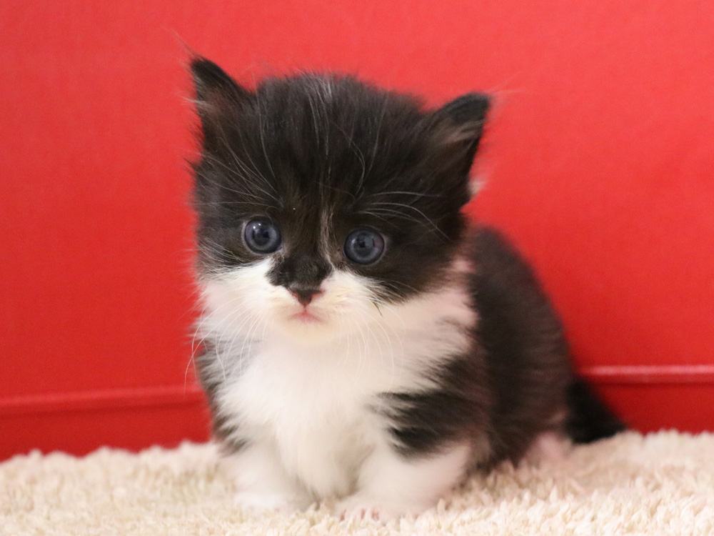 マンチカンの子猫画像