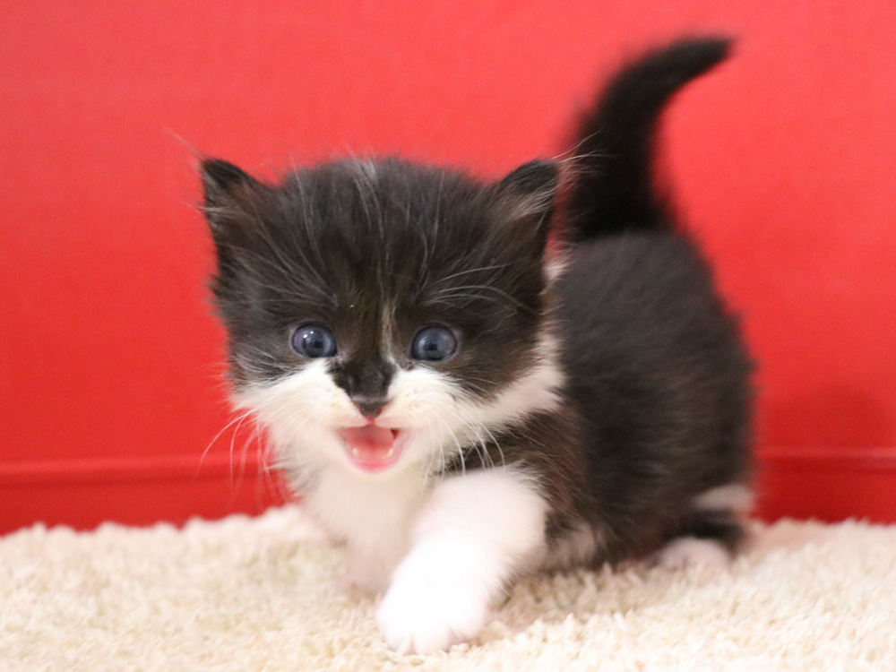 マンチカンの子猫画像