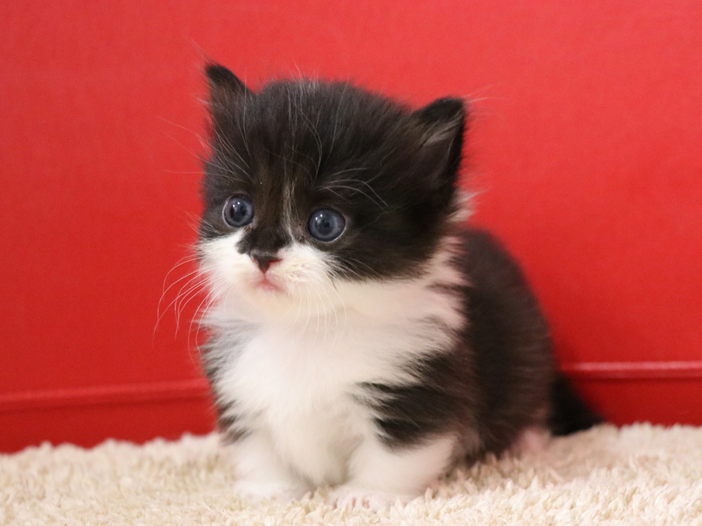 マンチカンの子猫画像