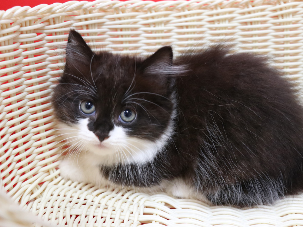 マンチカンの子猫画像