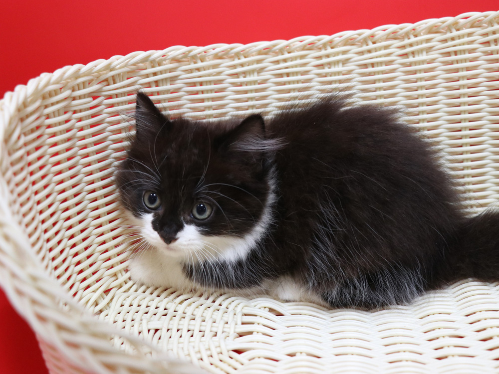 マンチカンの子猫画像