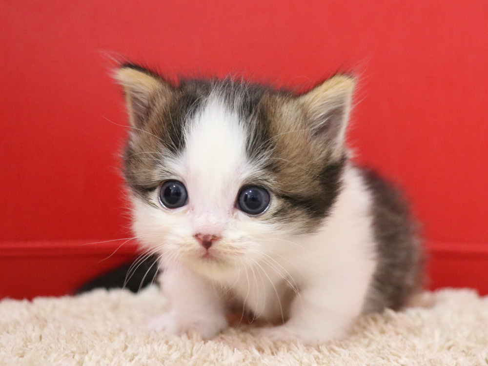 マンチカンの子猫画像