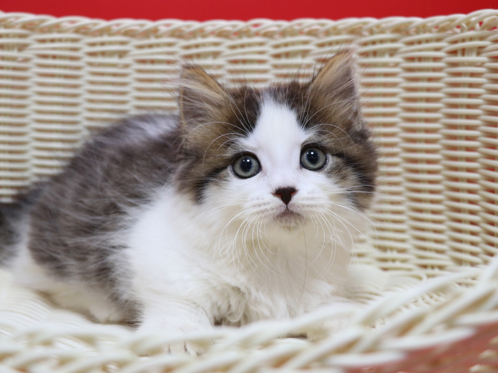 マンチカンの子猫画像