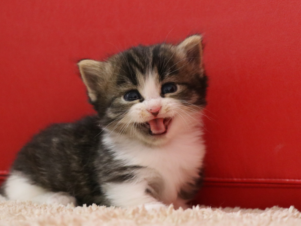 マンチカンの子猫画像