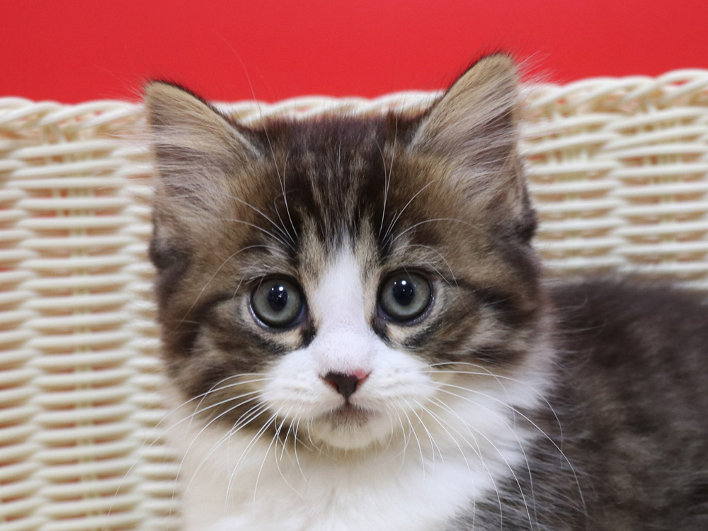 マンチカンの子猫画像