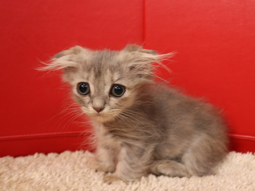 マンチカンの子猫画像