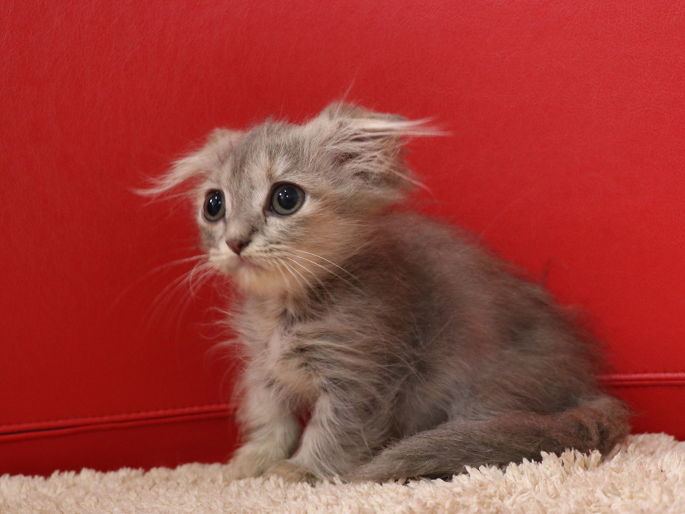 マンチカンの子猫画像