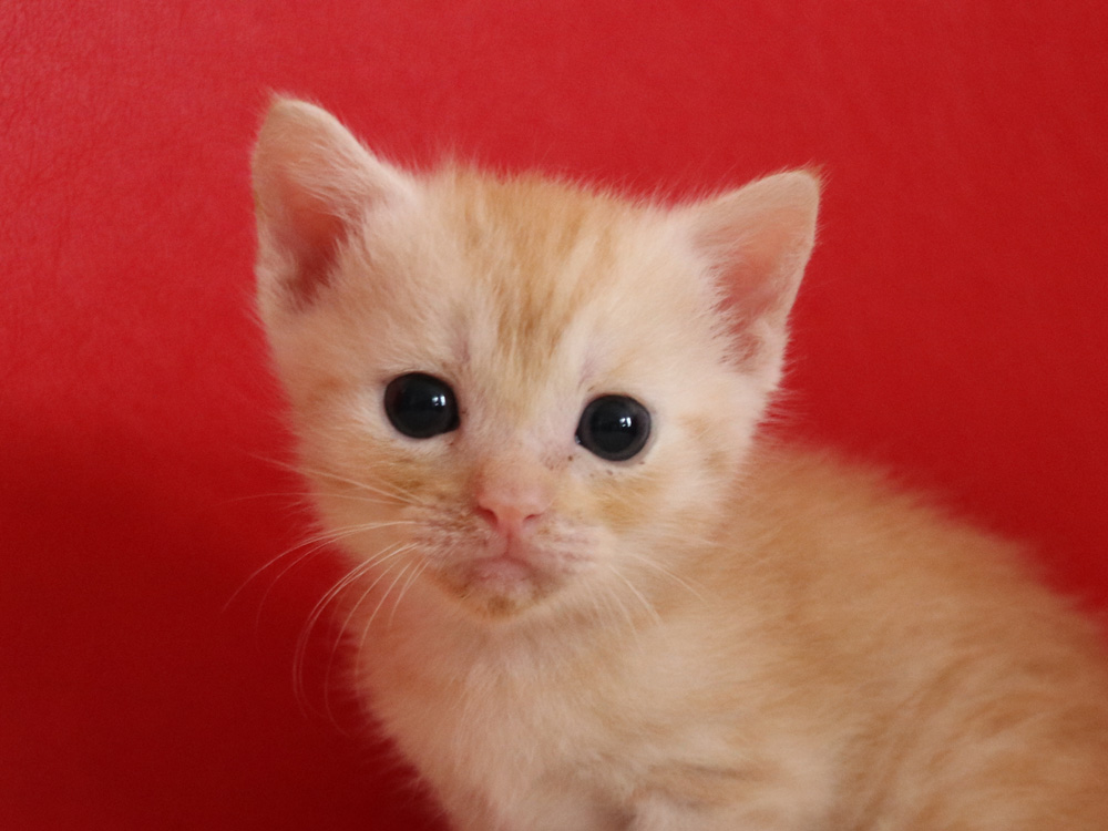 マンチカンの子猫画像