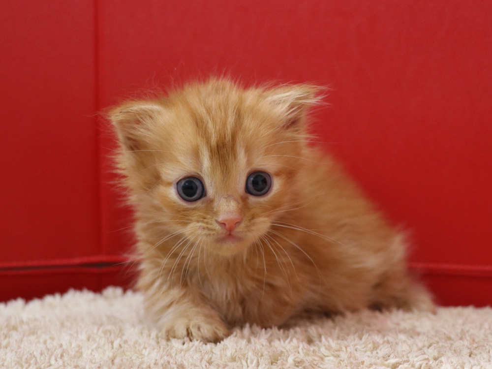 マンチカンの子猫画像