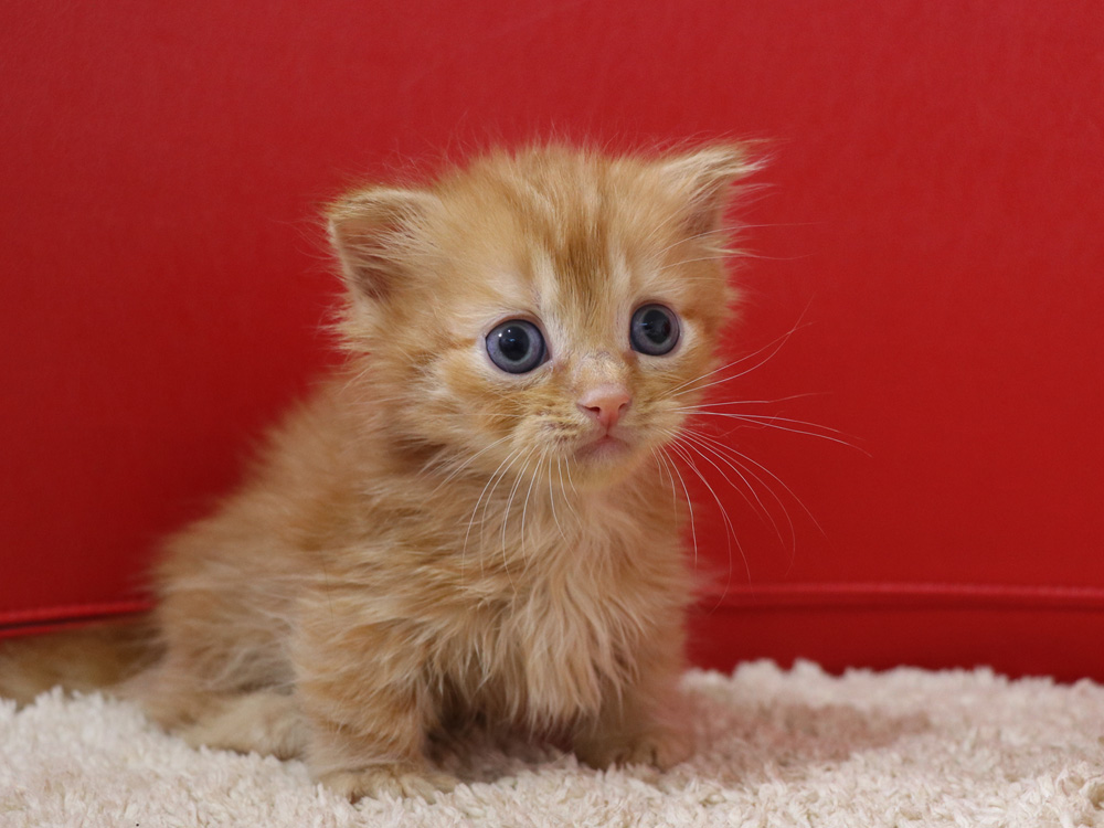 マンチカンの子猫画像